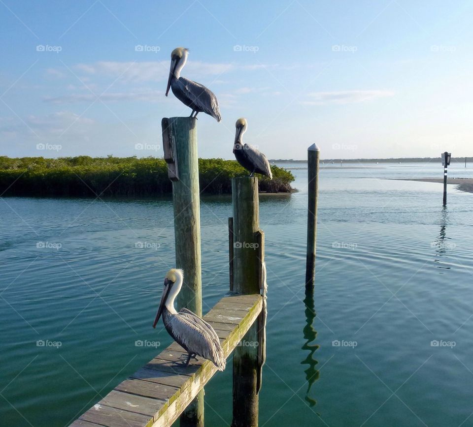 Pelicans perching on wood