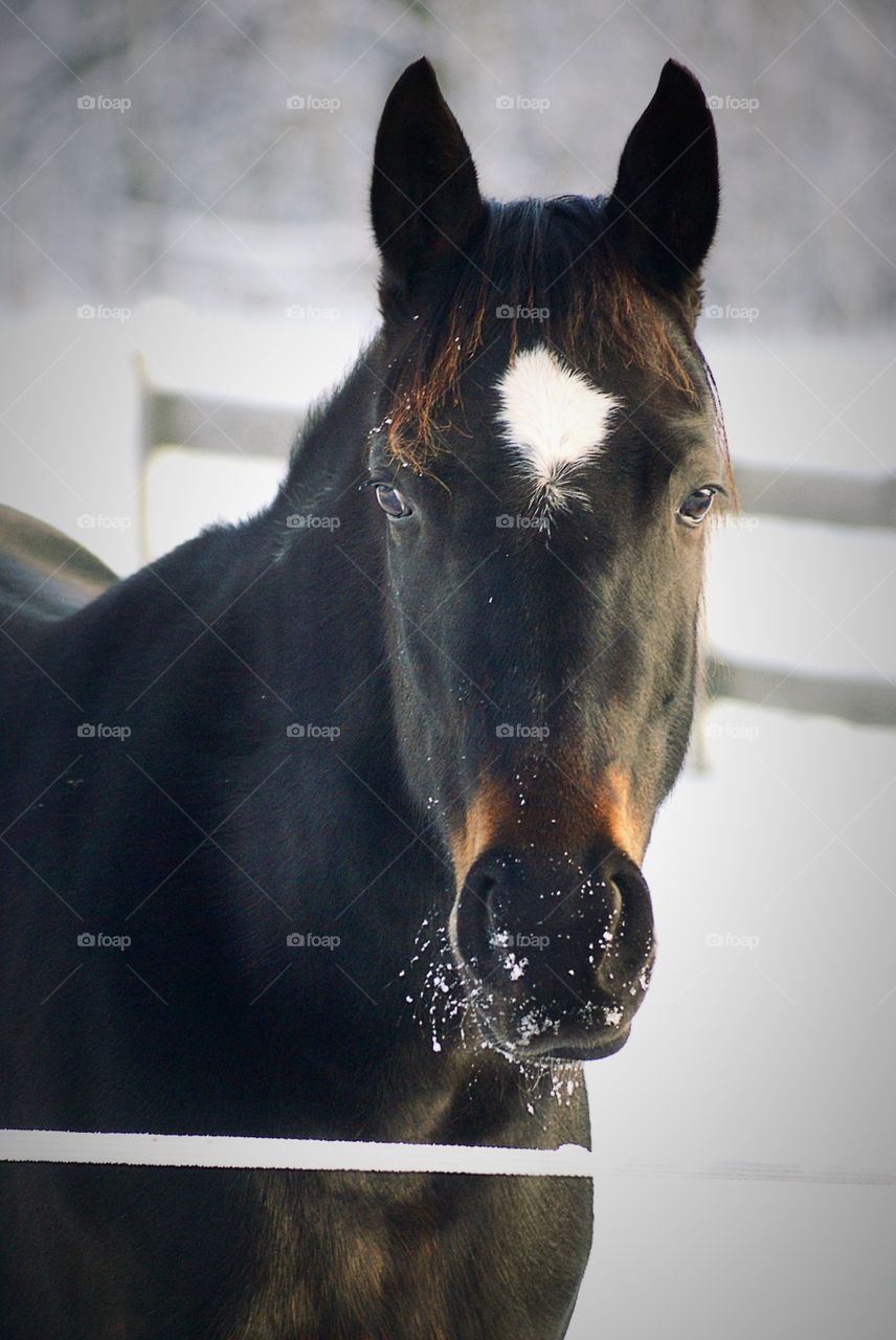 Beautiful horse in the wintercold