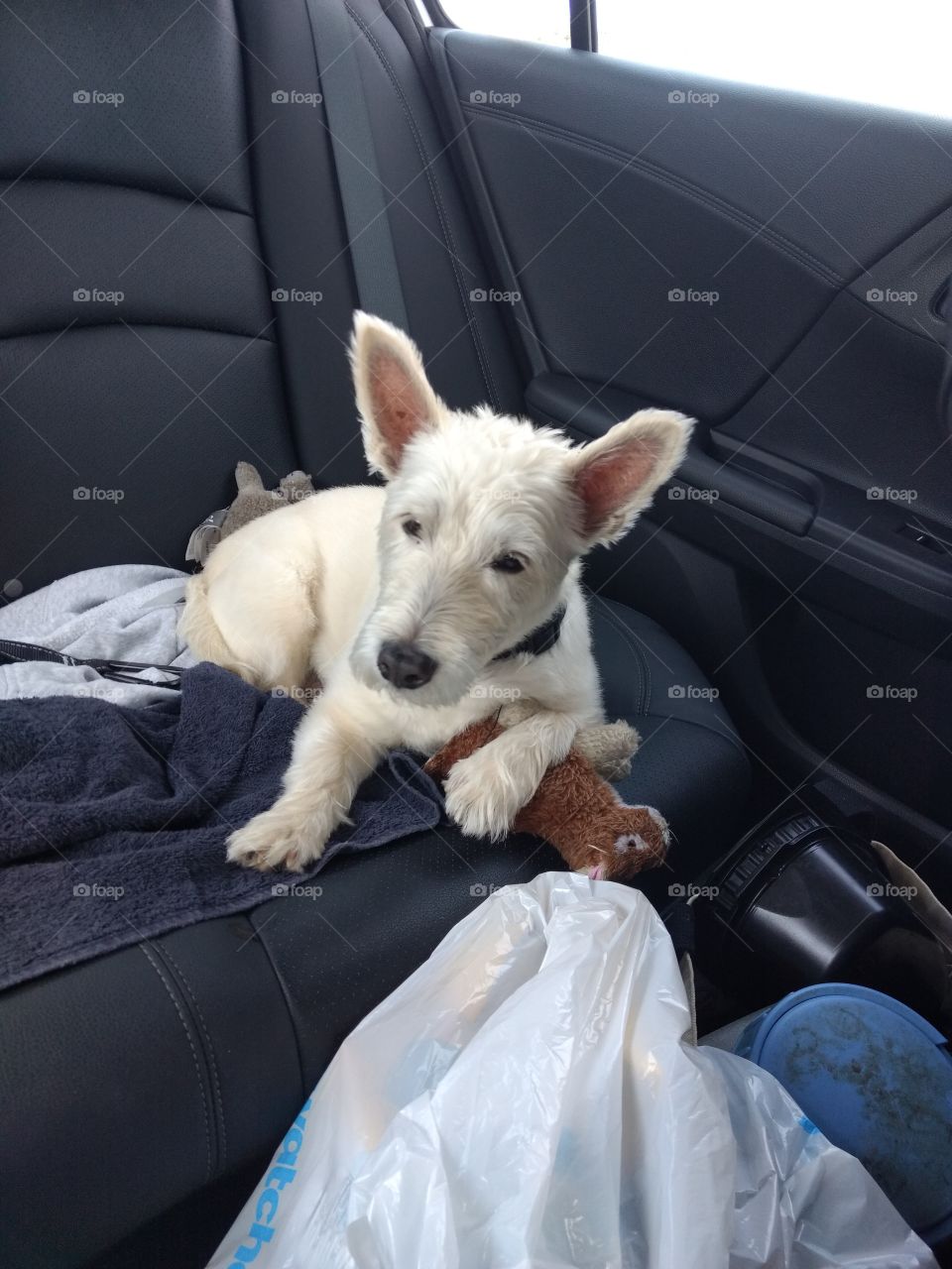 Sleepy Scottish Terrier