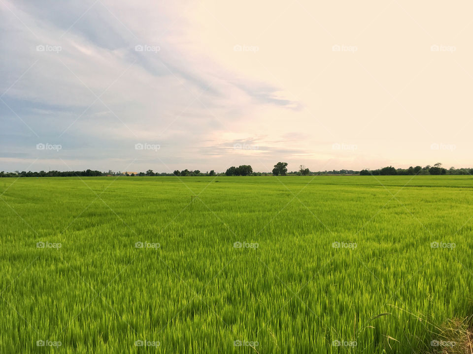 Paddy field in evening