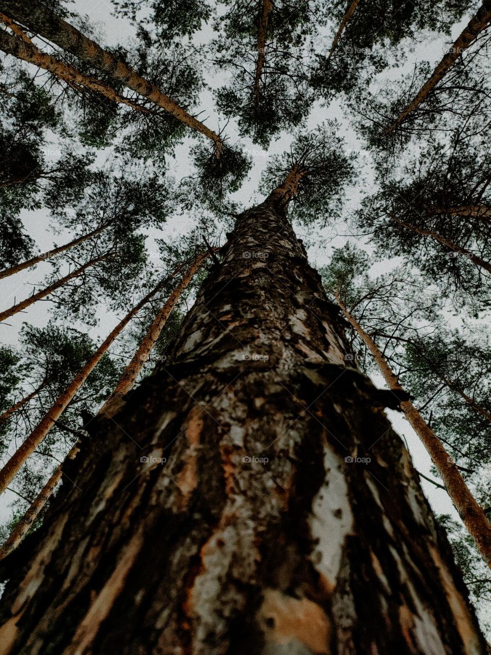 High pine tree bottom view. Pine tree trunk, pine tree bark close up. Dark pine tree forest. Trees tops in the sky. Beautiful old wild forest. Dark aesthetic, wild, nature connection. Wood texture, details. Pines from the bottom.