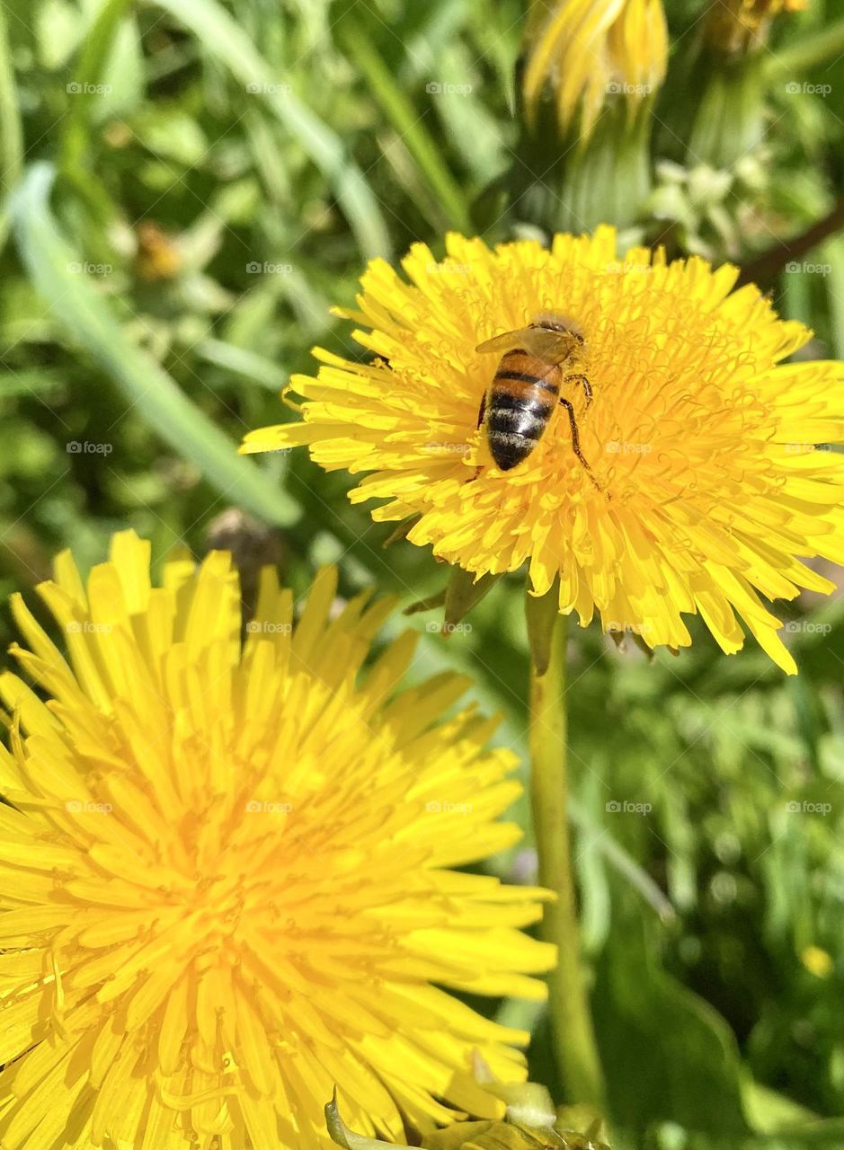 Two dandelions with a honeybee on it