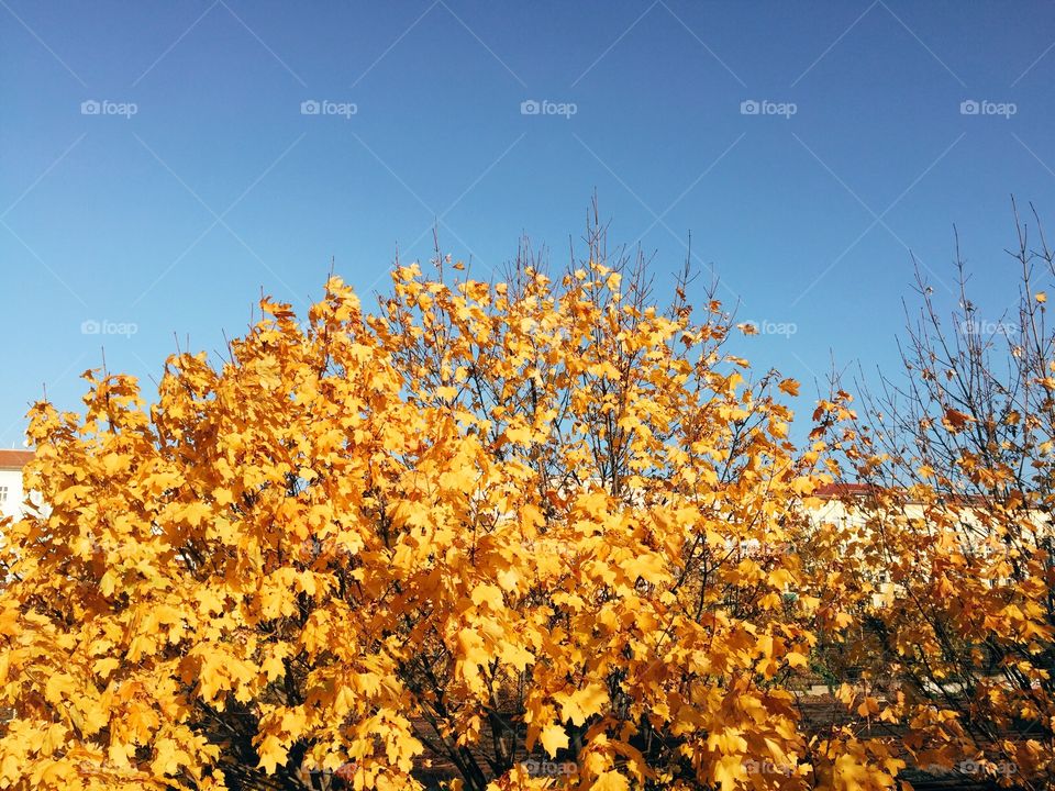 Tree with autumn foliage . Yellow orange leaves and blue sky in fall