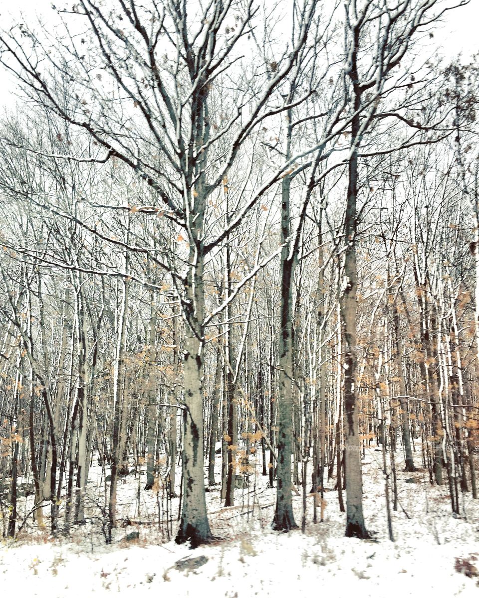 Snowy bare trees in forest