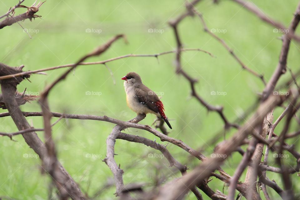 Red Avadavat 📷 A shot by anuj_762