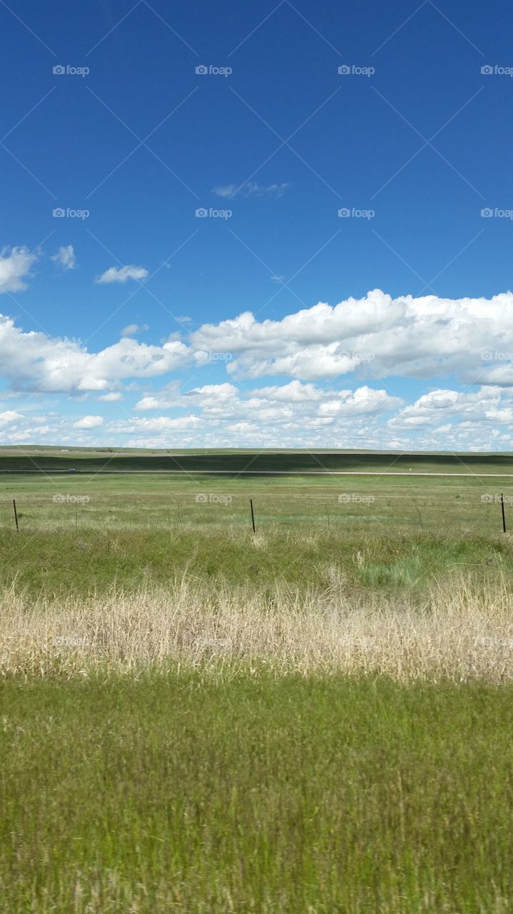 Field on the great grassy plains in Colorado