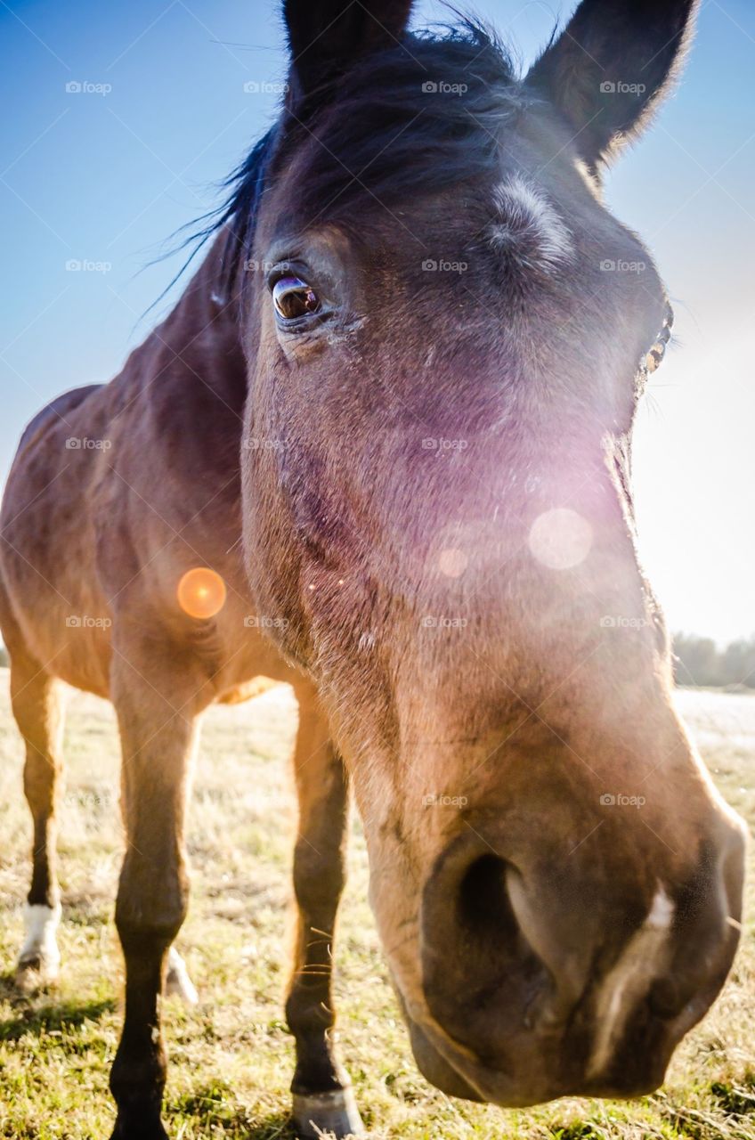 This wonderful horse lives in the field behind our house! Usually he's quite skittish, but he tolerated modeling for a photo in exchange for an apple!