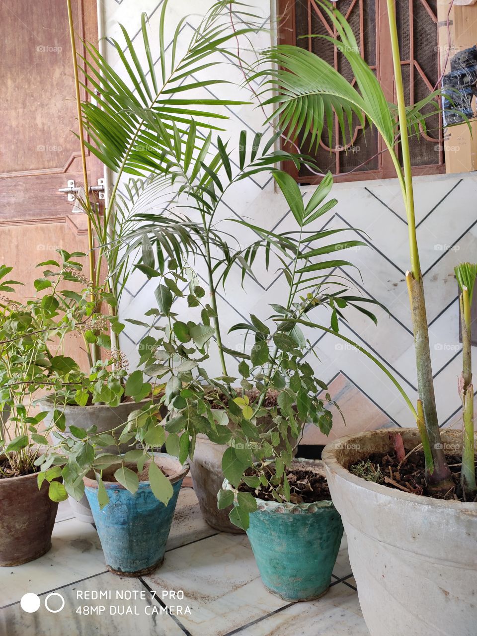 Indore plants