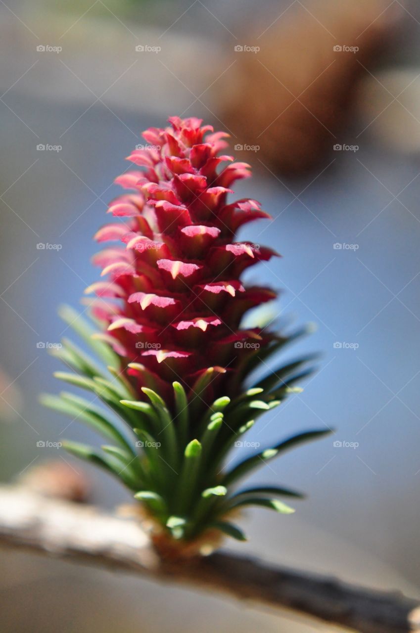 Pine cone blossom