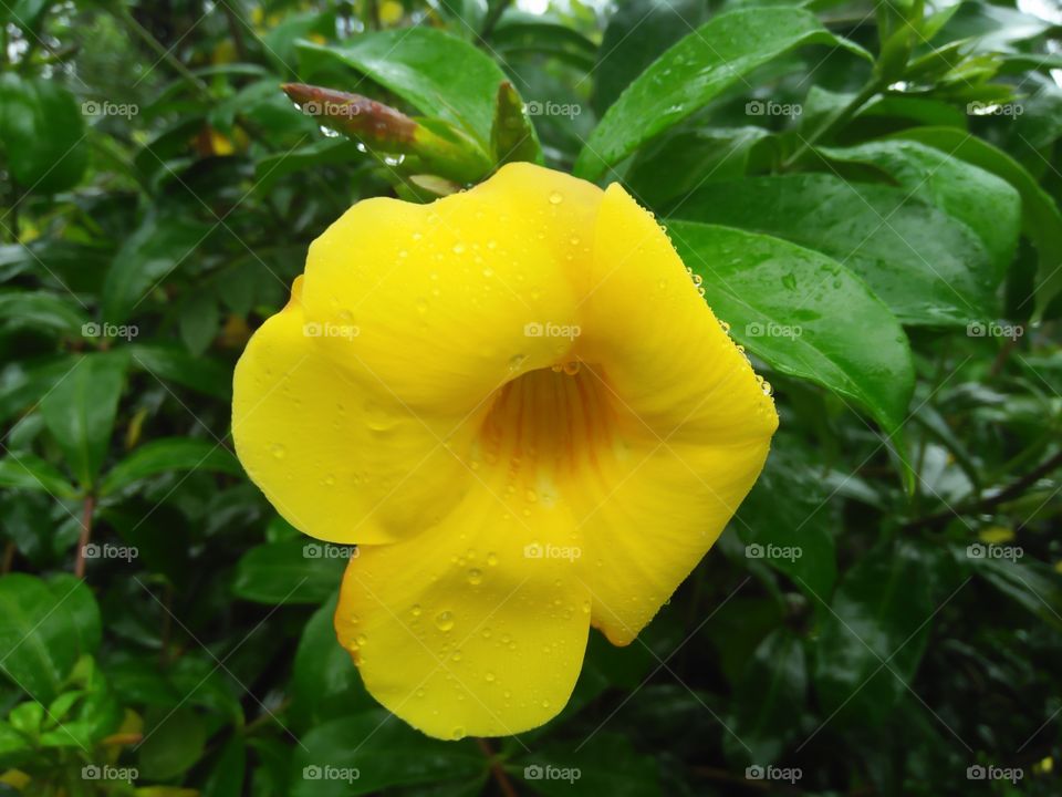 beautiful yellow color flower