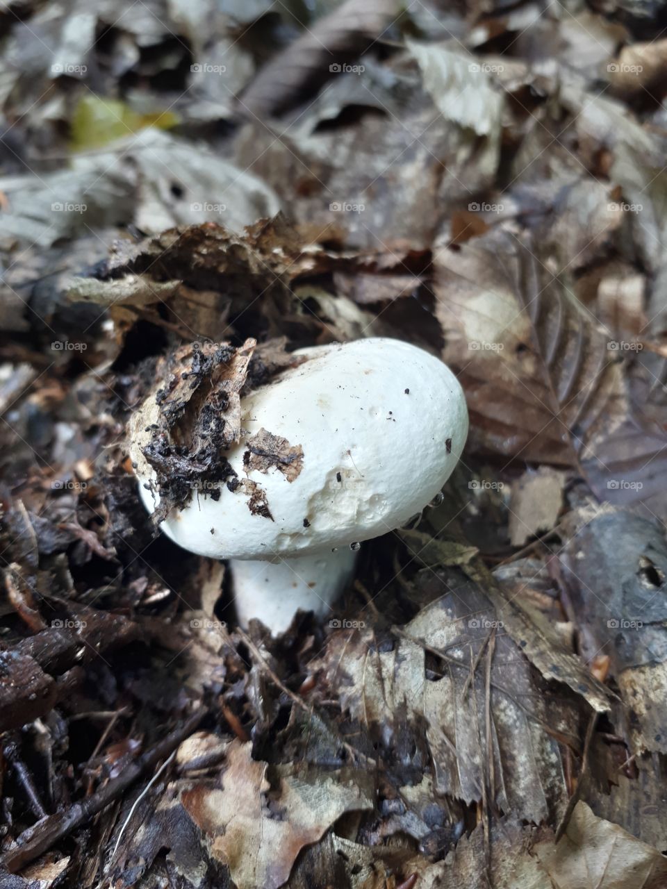 Pappery milk-cap (mlijčnica) in woods