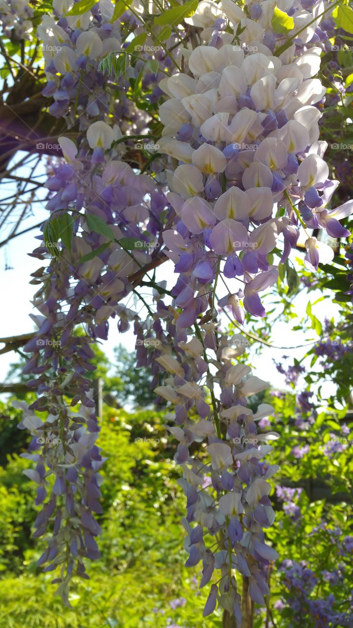 wisteria