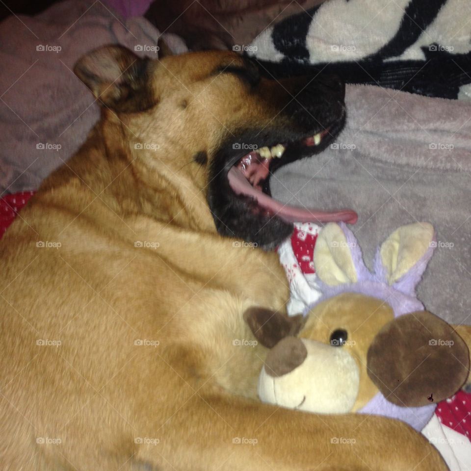 Mastiff with toy