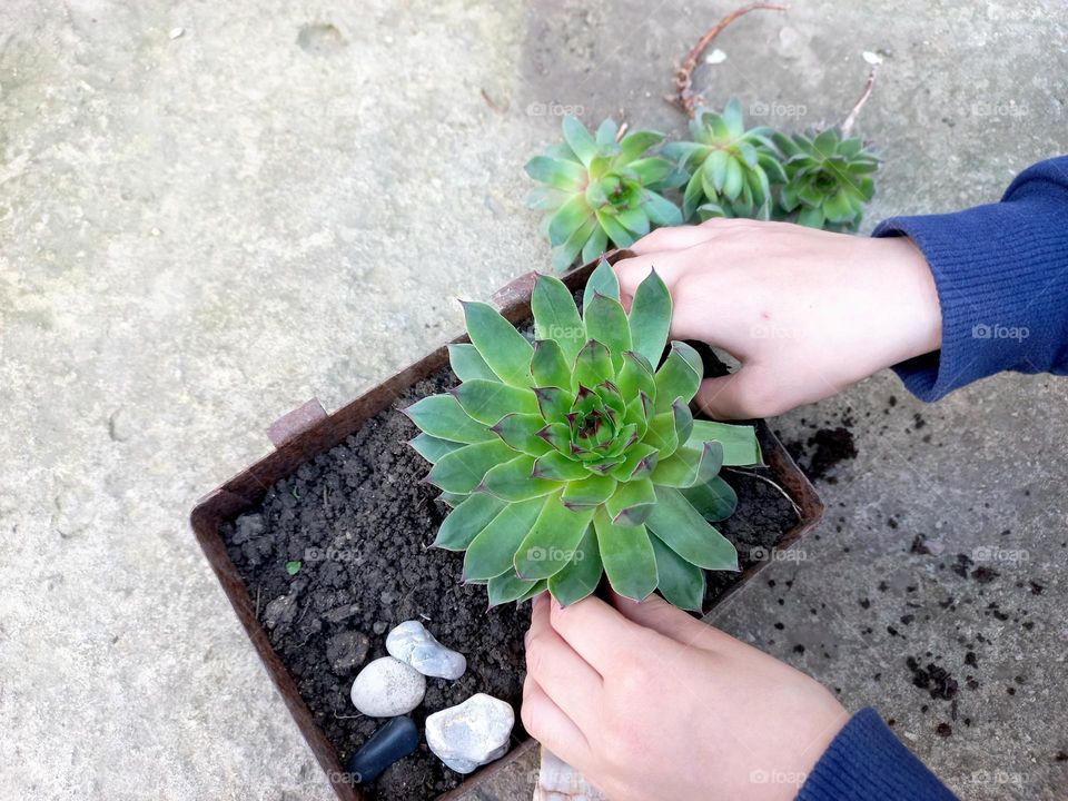 planting a succulent plant.