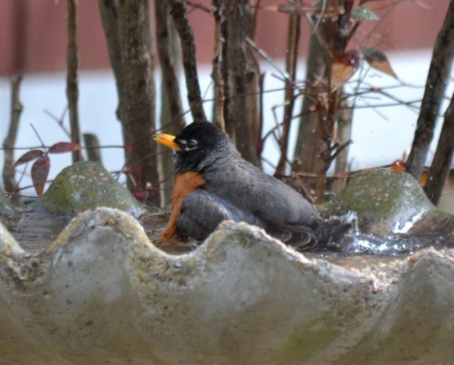 robin