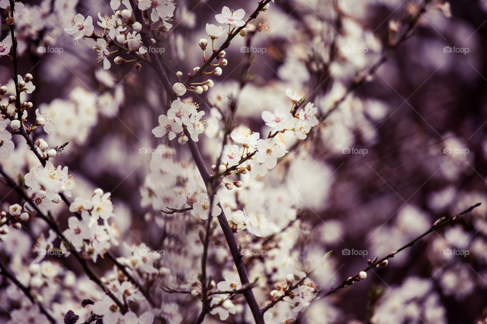 Spring flowers in London