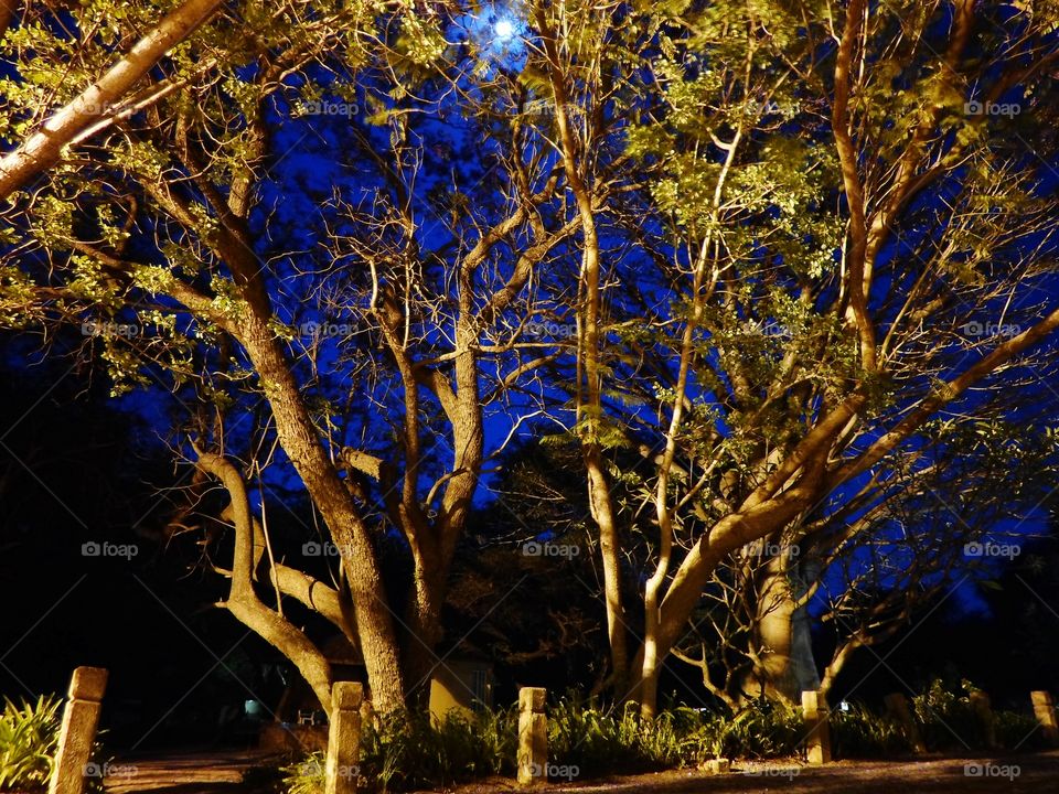 Night shot of a tree with that moon at the back and lights illumenating it