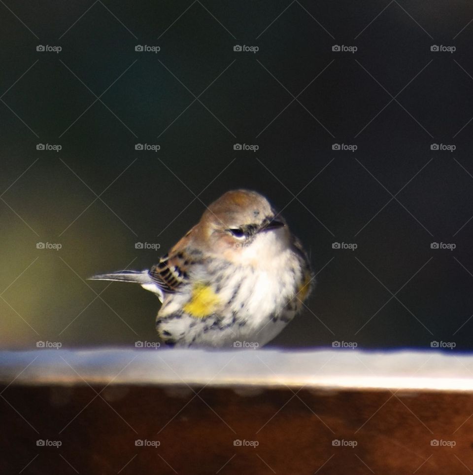This Yellow rumped warbler is perched on our birdbath.