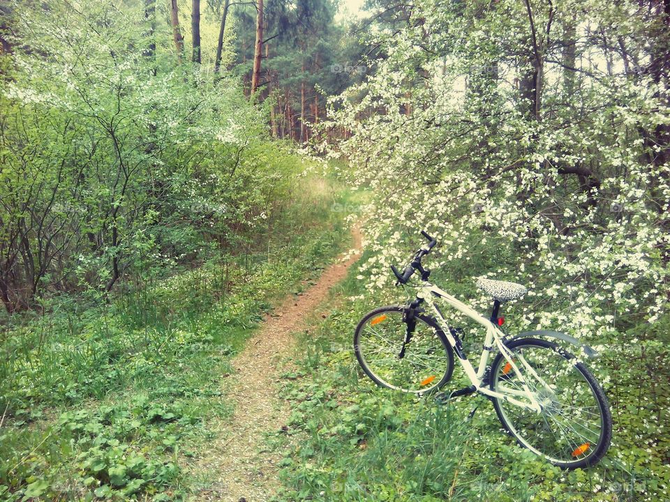 Wood, Tree, Nature, Trail, Road