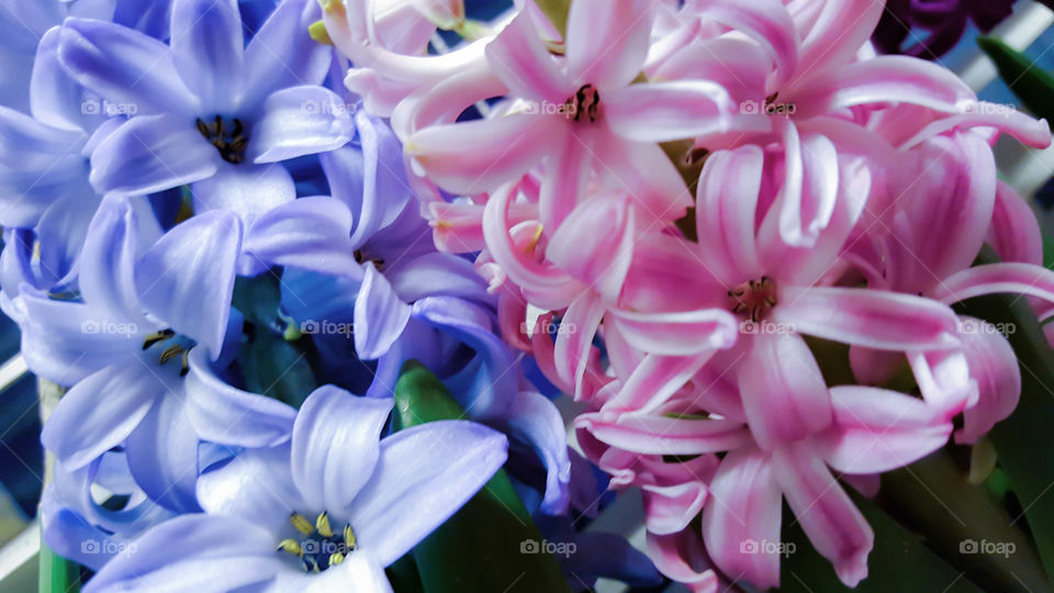 My luxuriously sweet smelling hyacinth flowers are in full bloom.