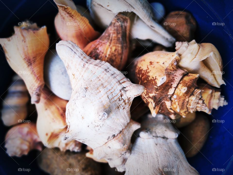 Lots of shells