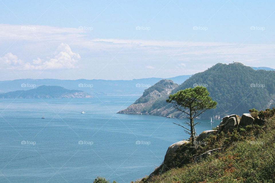 a lonely tree on a cliff