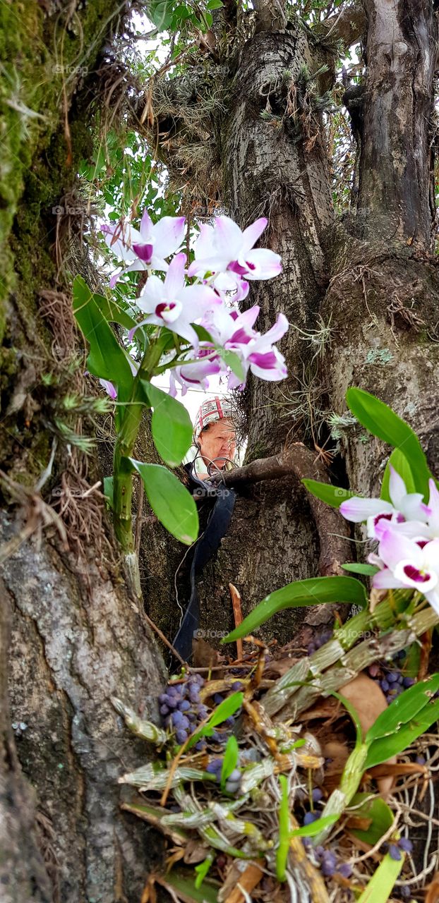 orchids,  orquideas
