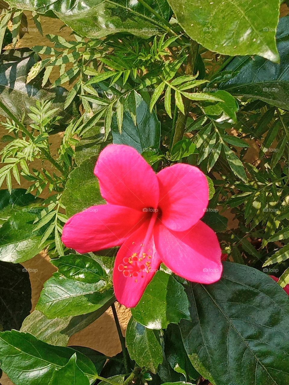 beautiful hibiscus🌺 flowers