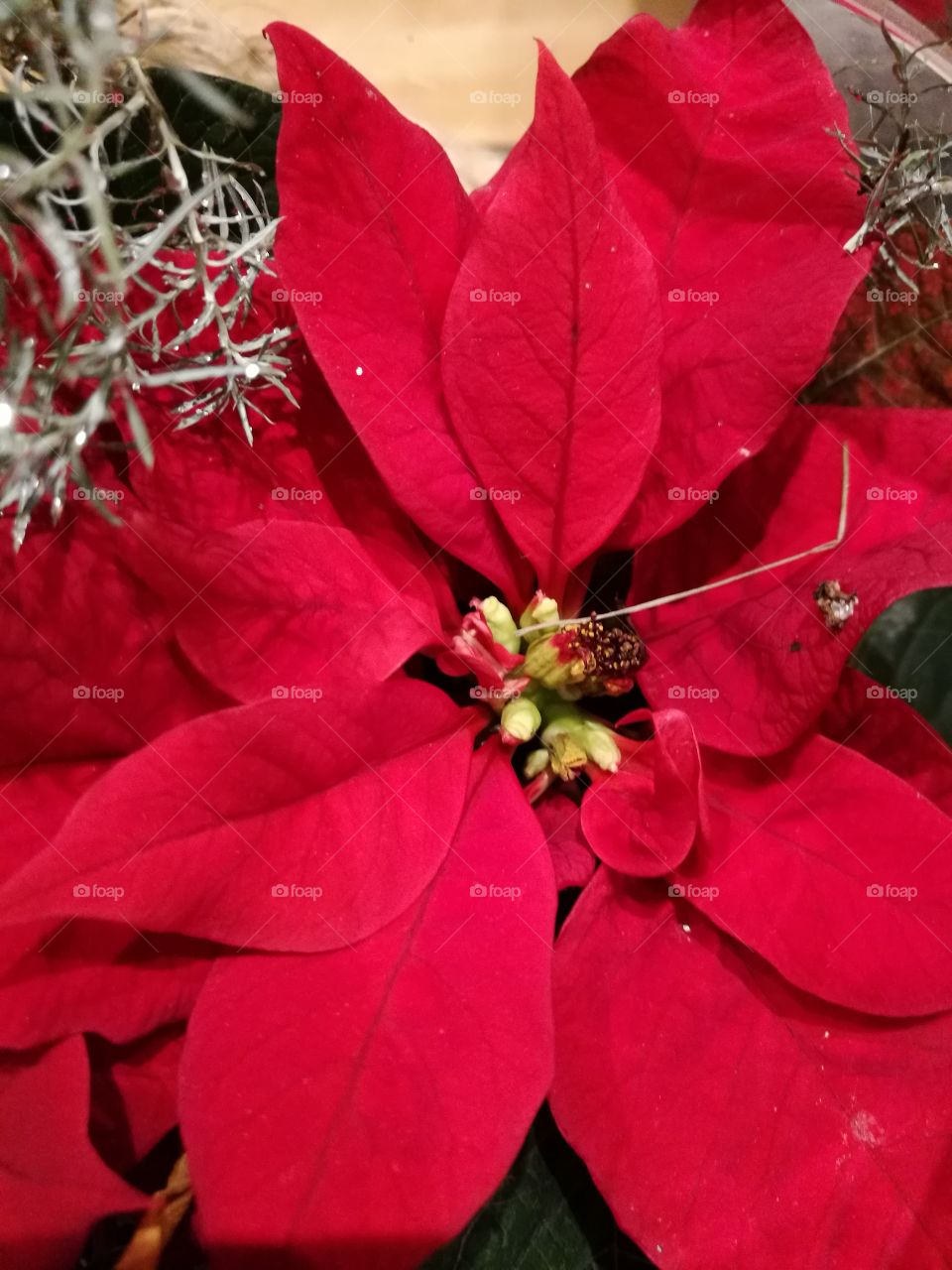 Leaf, Nature, No Person, Flora, Color