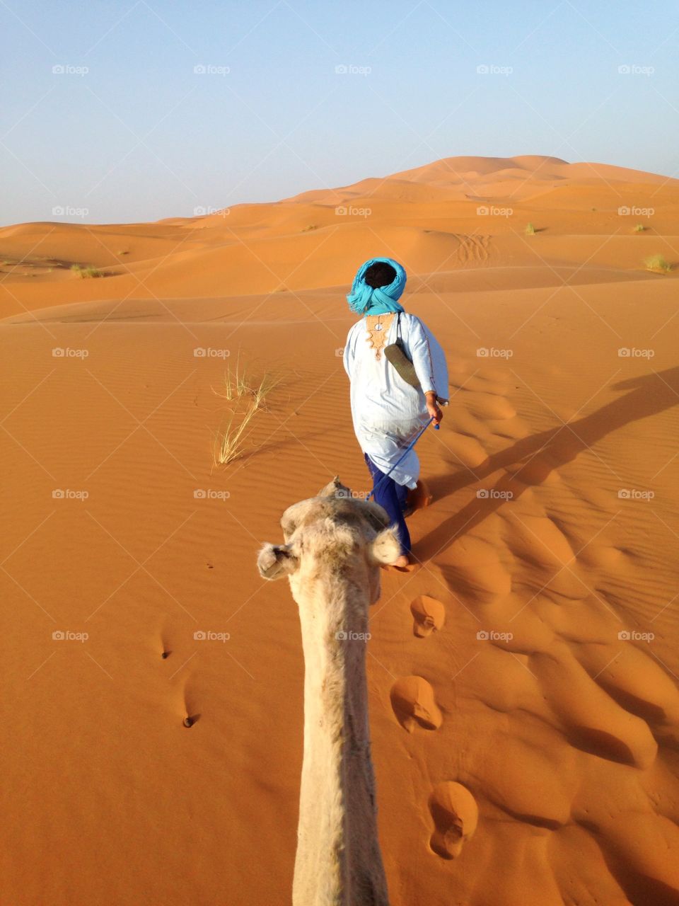 Dromedary trekking 