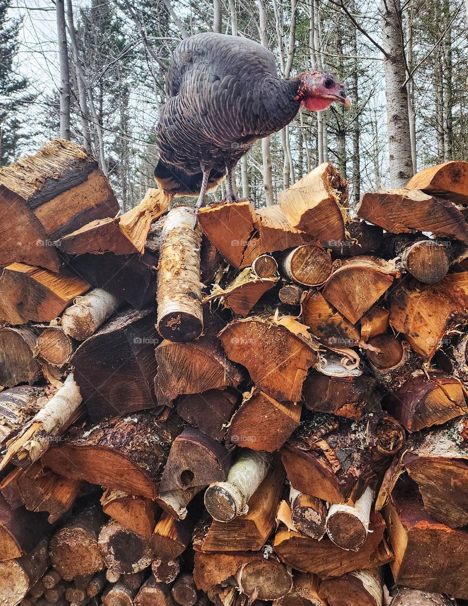 Turkey on top of a pile of wood.
