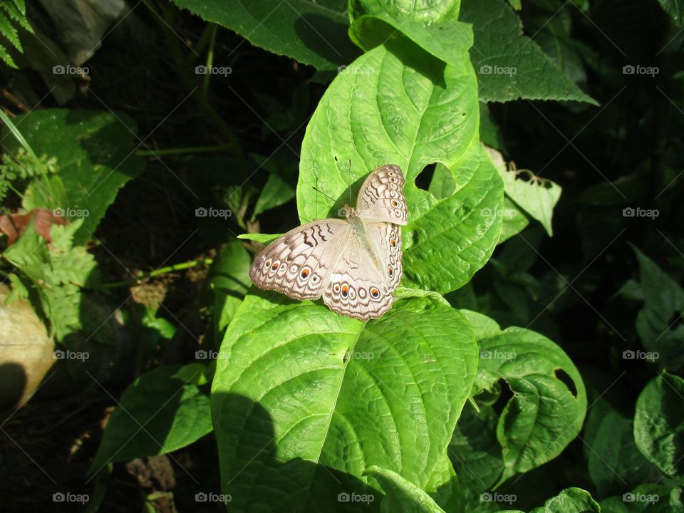 Junonia atlites butterfly perched on a leaf