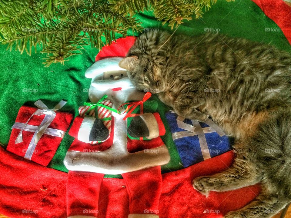 Cat cuddles. My cat snuggled up to my Santa Claus tree skirt. Needless to say Christmas is her favorite time 