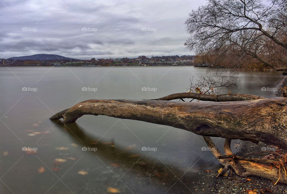 Long Log Arm Reaches into the Water