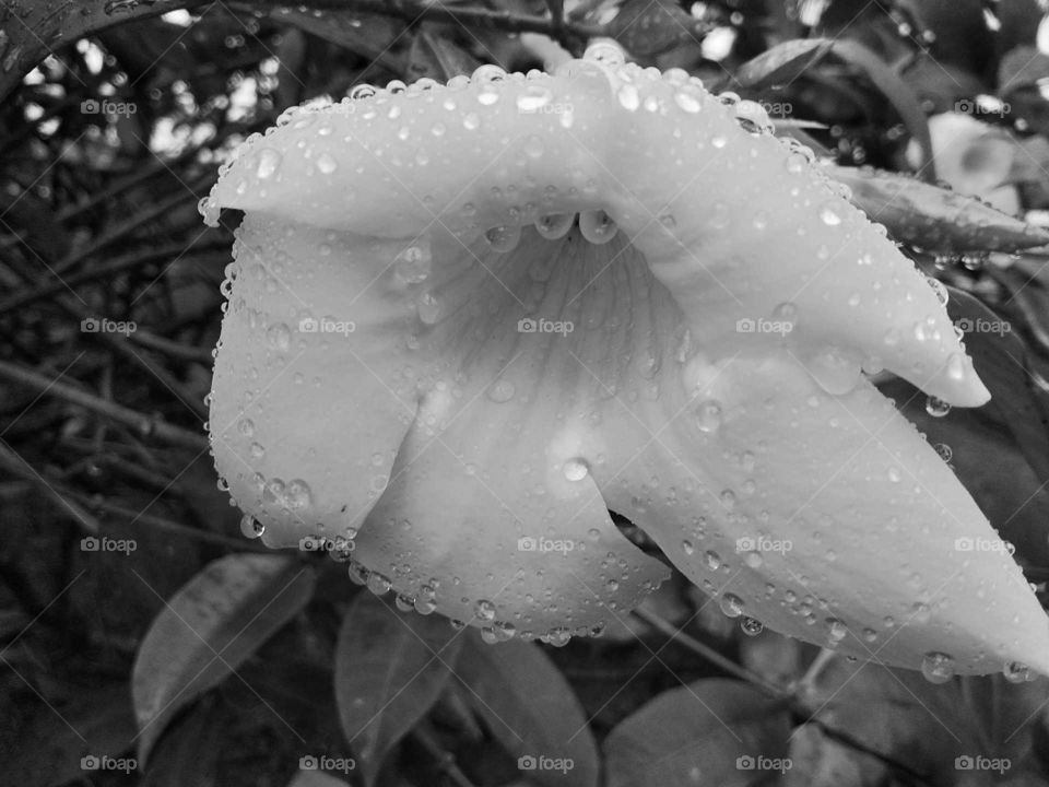 white flower in garden and water drops