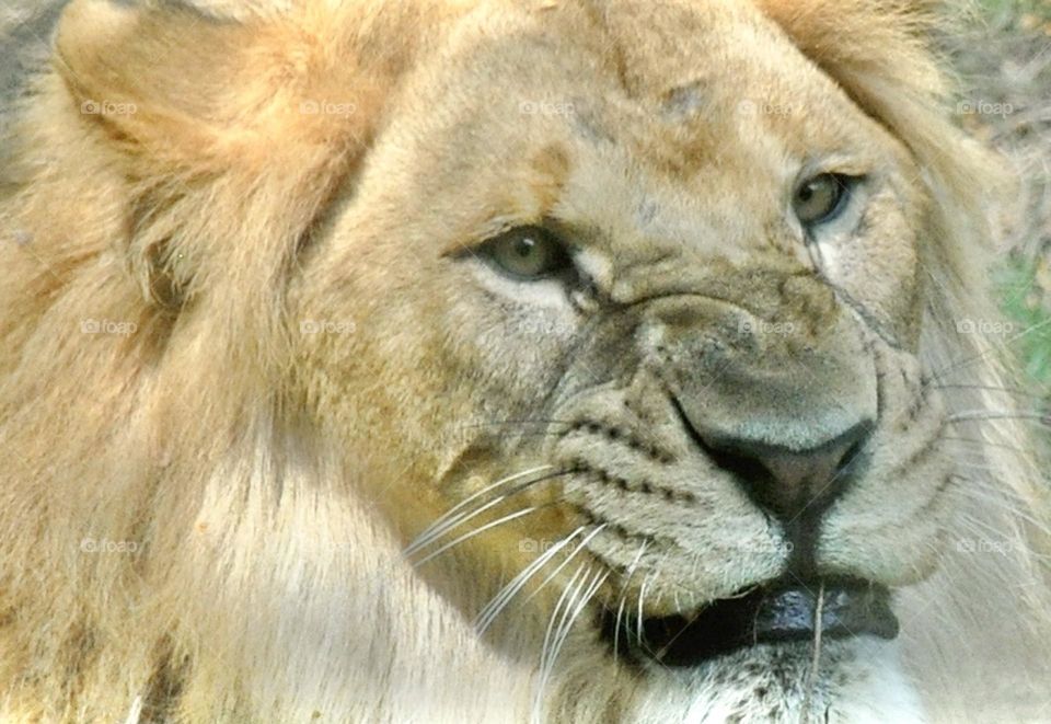 Grrr…  Male Lion face closeup 