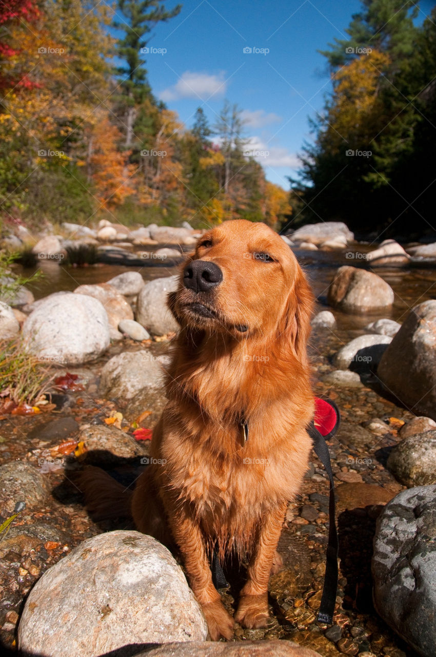 Golden retriever sitting in the riverbed in the mountains