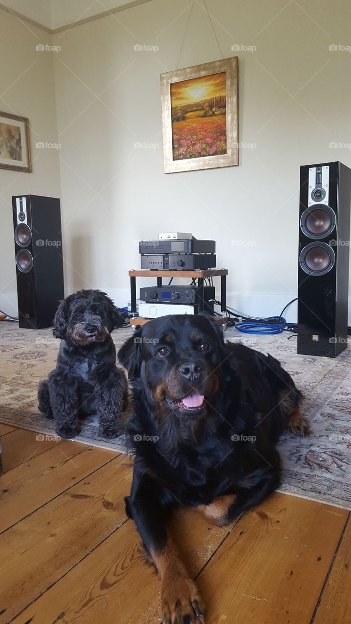 Chilling to the tunes with the doggies