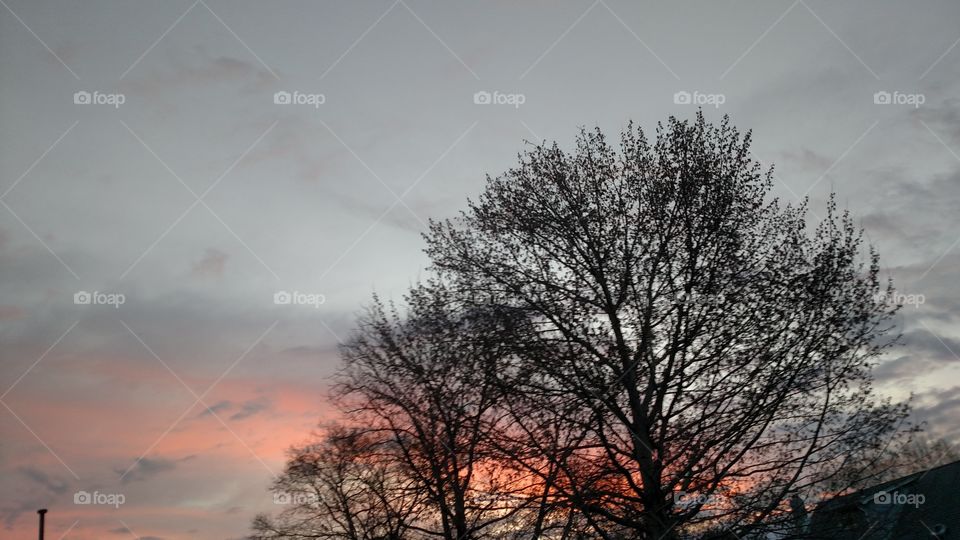 Sunrise Behind Trees