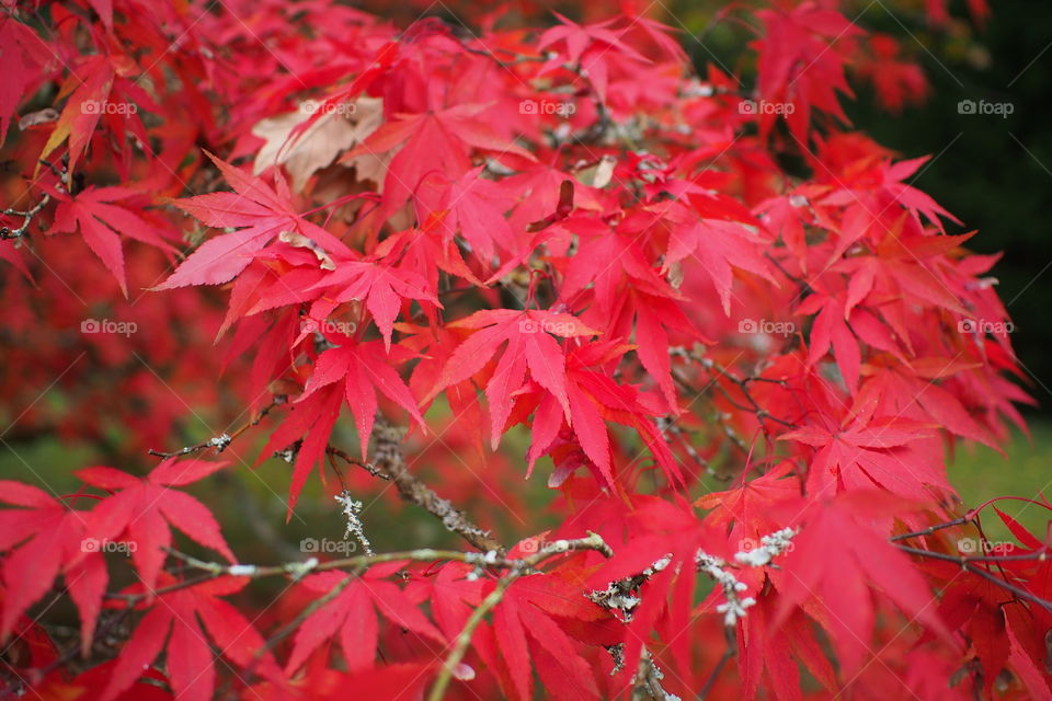 Autumn red leaves