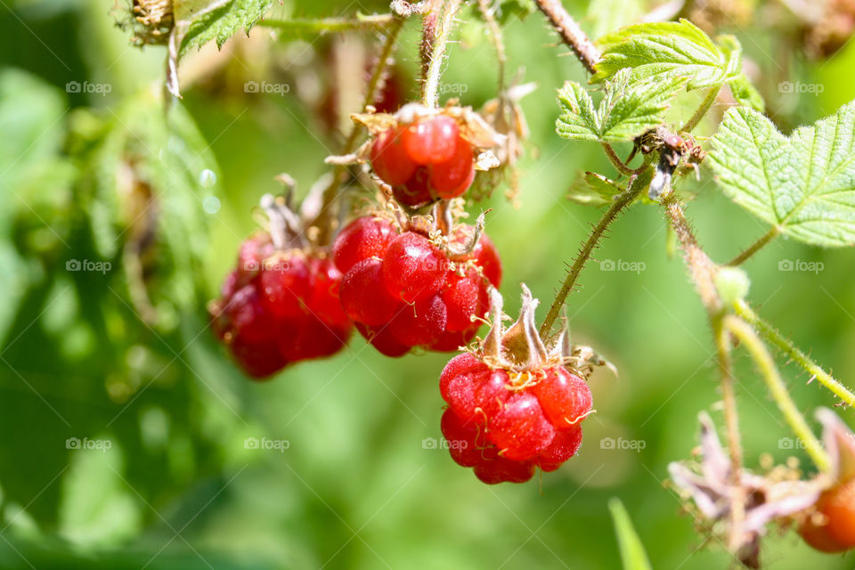 Bright red ripe juicy wild raspberries on a bush