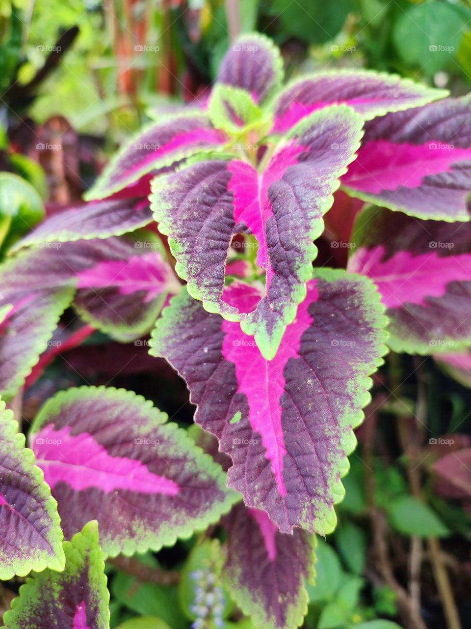 coleus