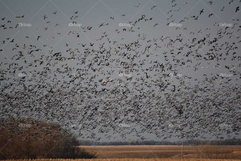 Lots of Birds North Dakota