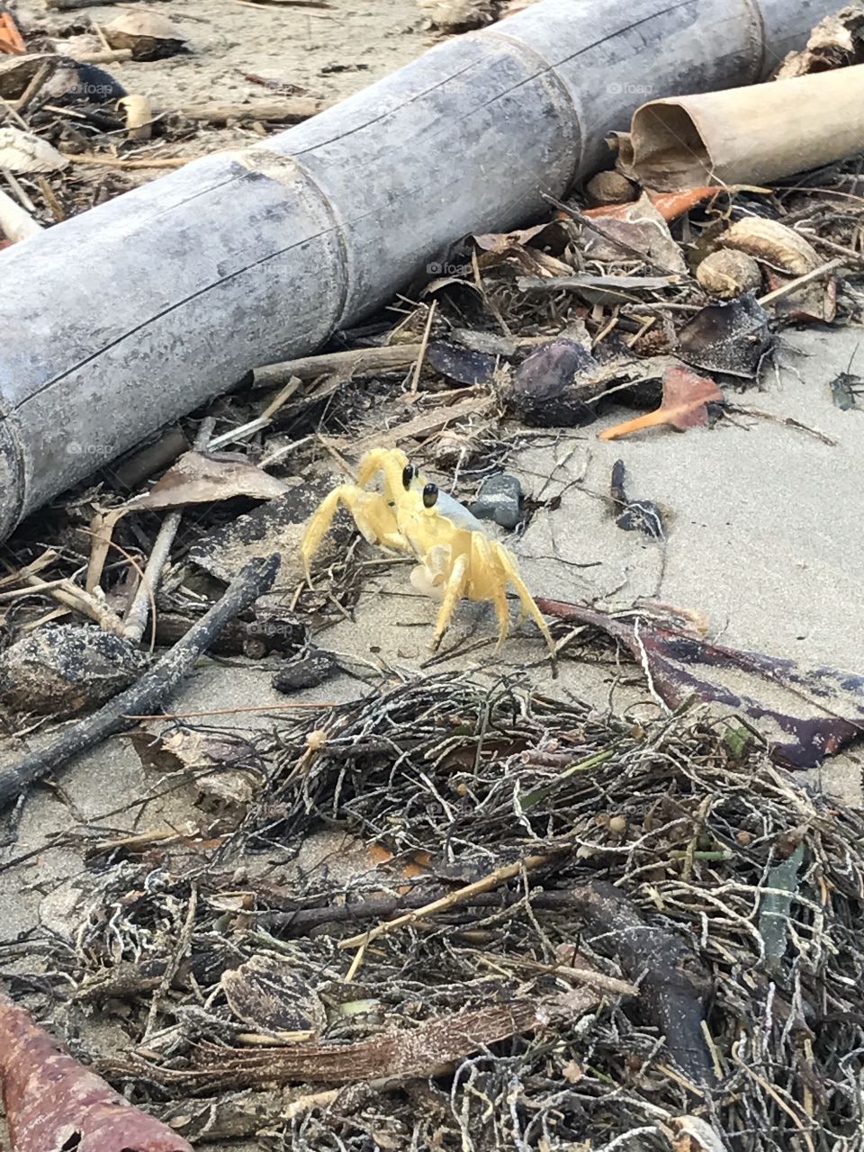 Crab in puerto Rico 