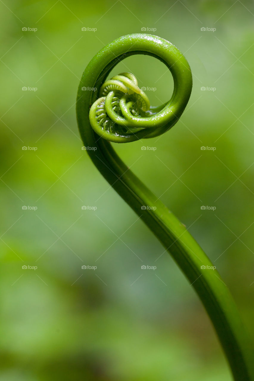 A green plant uncurling