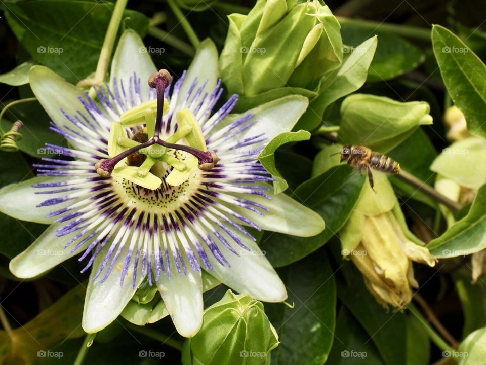 Flower blooming 