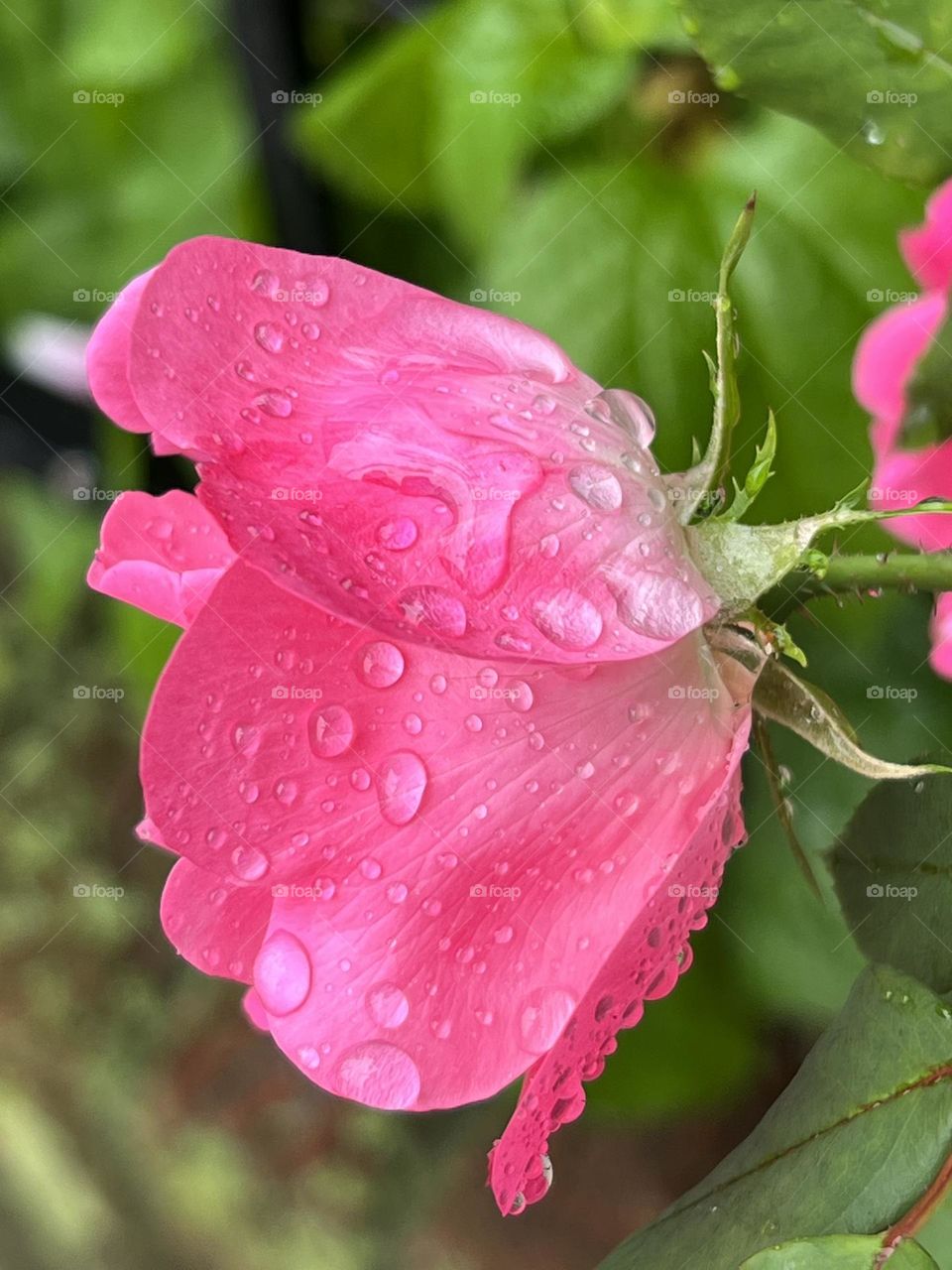 Raindrops on pink flower