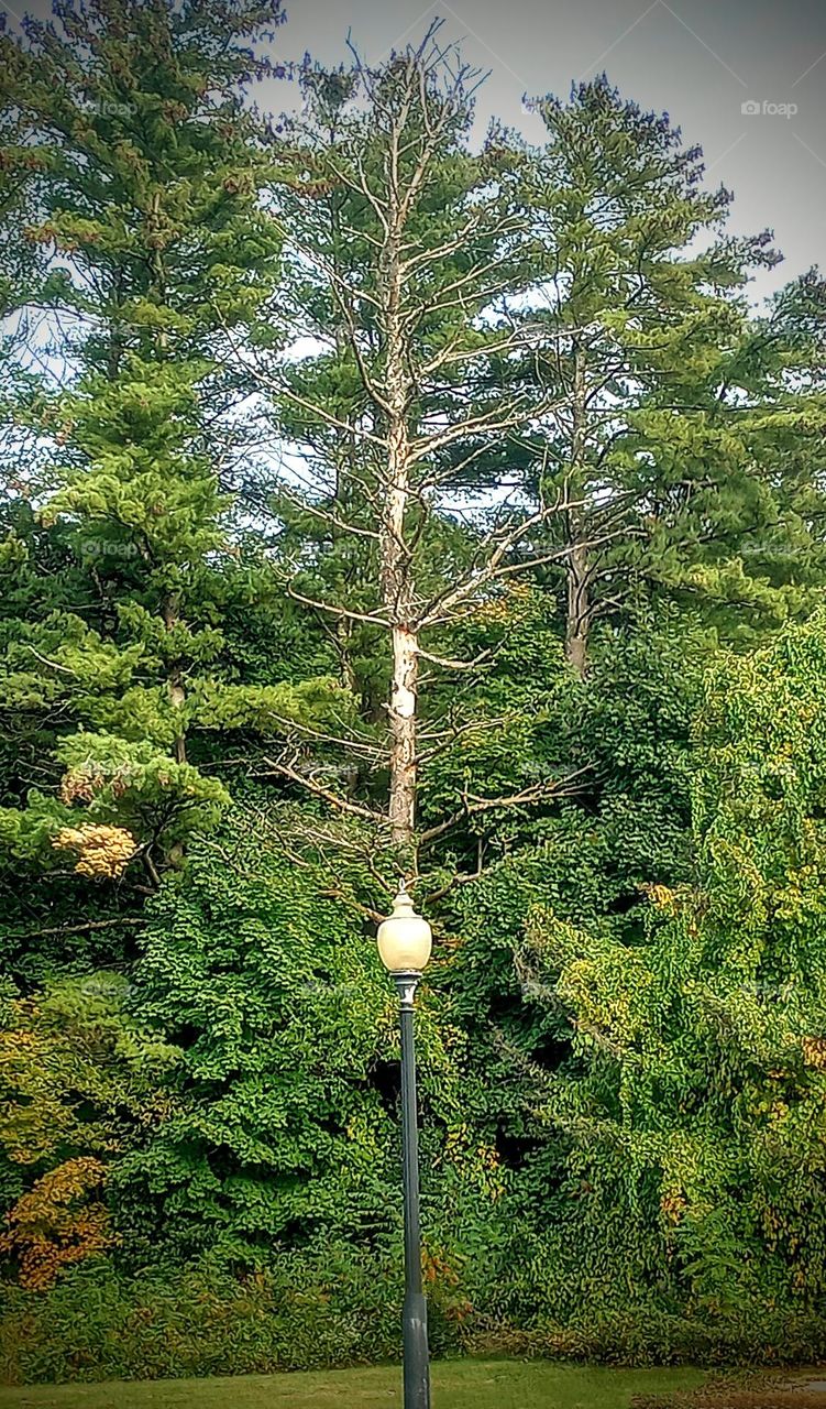 Light post in the Trees