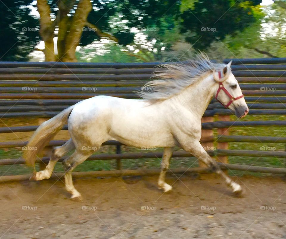 Cantering with flowing mane