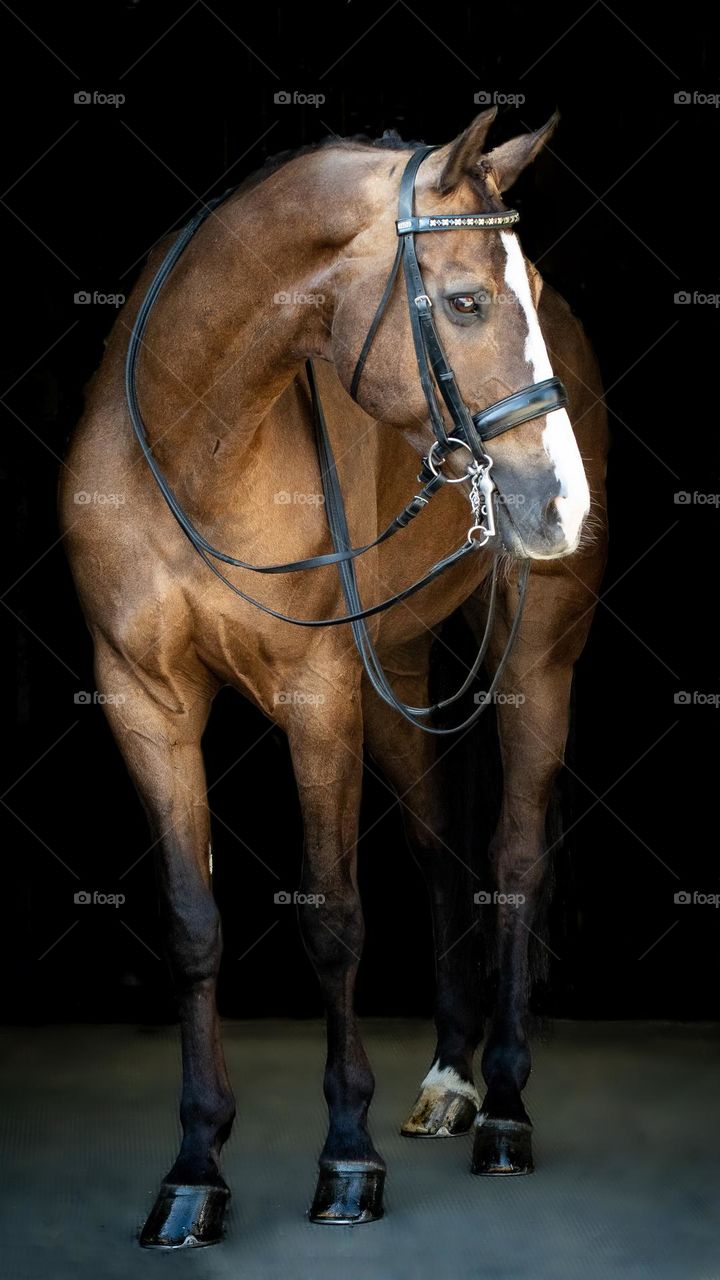Dressage Horse